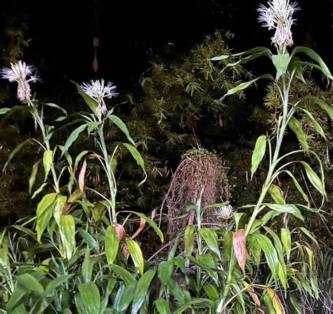 萬年青 開花|種20年4株萬年青首開花代表「事事如意」 民俗專家這。